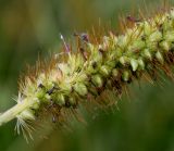 Setaria pumila