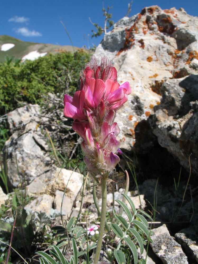 Изображение особи Hedysarum talassicum.