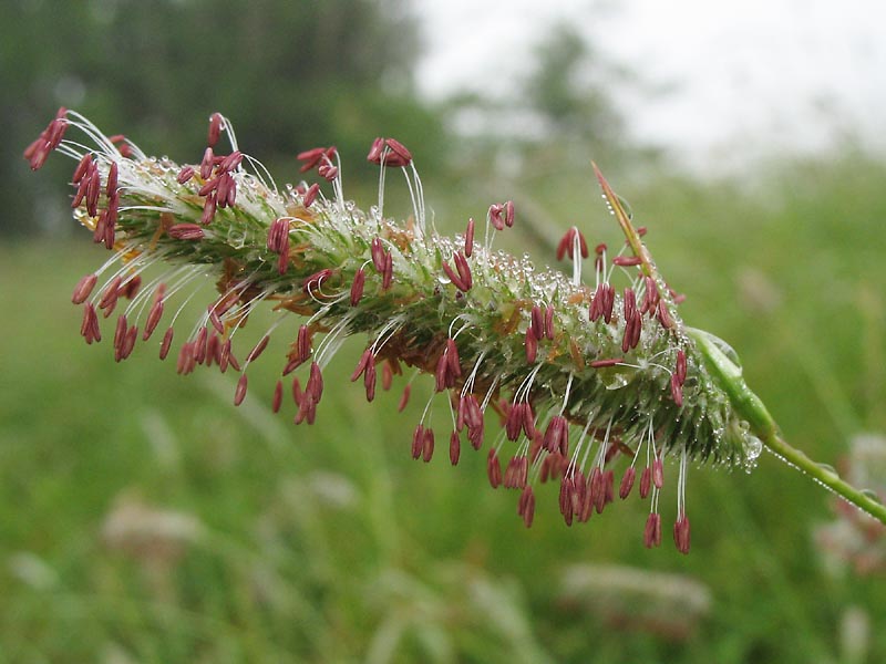 Изображение особи Phleum pratense.