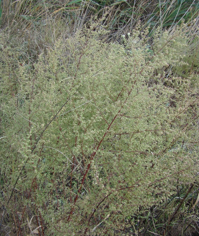 Image of Artemisia scoparia specimen.