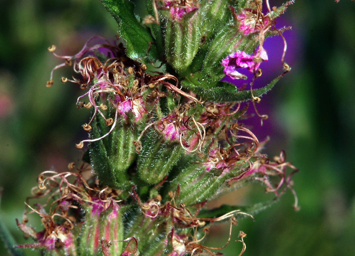 Изображение особи Lythrum salicaria.