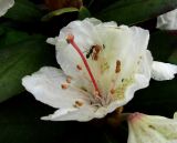 Rhododendron caucasicum. Цветок с кормящимся(?) муравьём. Краснодарский край, хр. Аибга, ≈ 2300 м н.у.м, субальпийский луг. 02.07.2015.