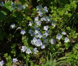 Veronica filiformis