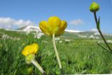 Ranunculus caucasicus