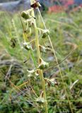 Pyrola incarnata. Верхушка плодоносящего растения. Якутия (Саха), Ленский р-н, окр. НПС-11 нефтепровода ВСТО. 30.08.2012.