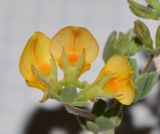 Lotus lancerottensis