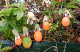 Passiflora caerulea. Плоды. Франция, Прованс, округ Марсель, Кассис, в культуре. 25.07.2014.