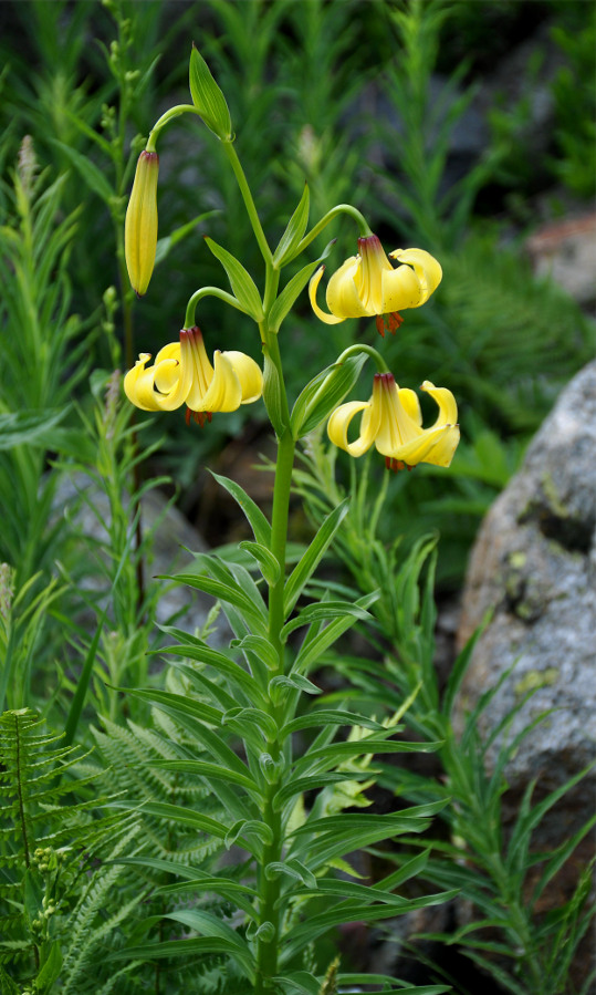 Image of Lilium kesselringianum specimen.