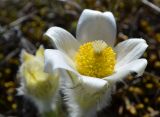 Pulsatilla taurica