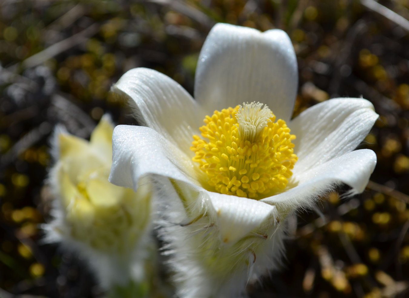 Image of Pulsatilla taurica specimen.