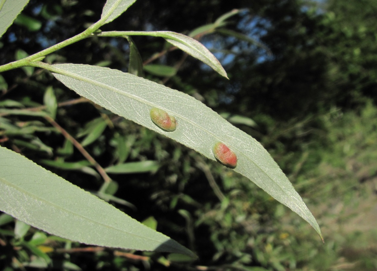 Изображение особи Salix alba.