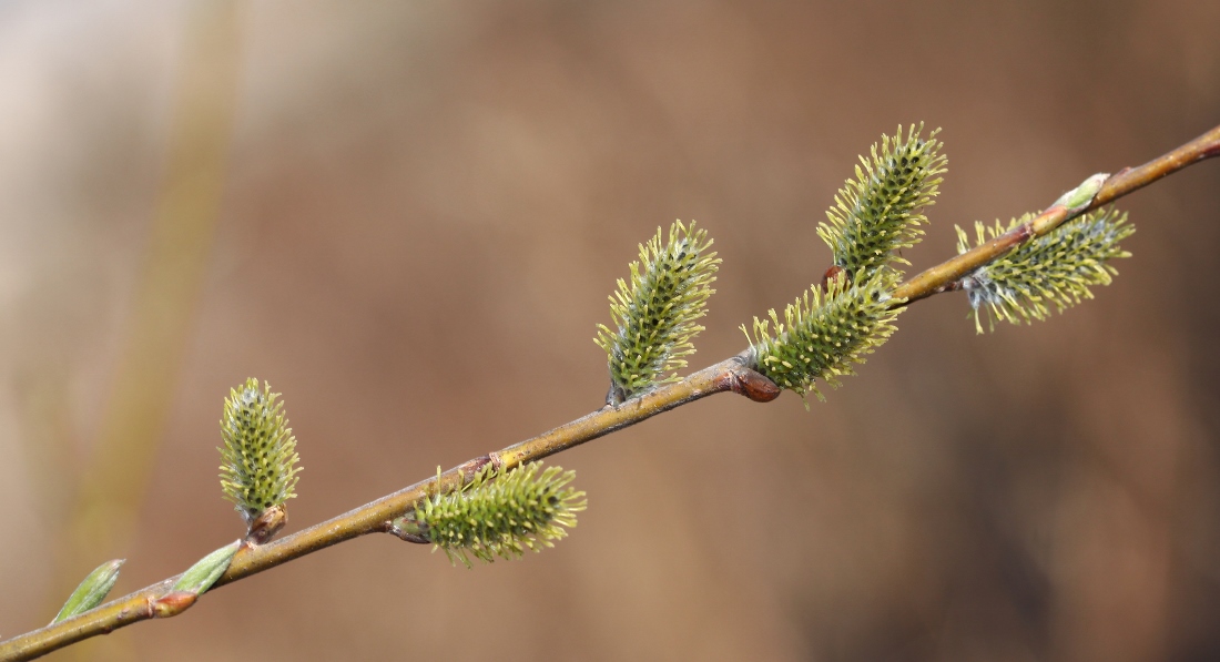 Image of Salix schwerinii specimen.