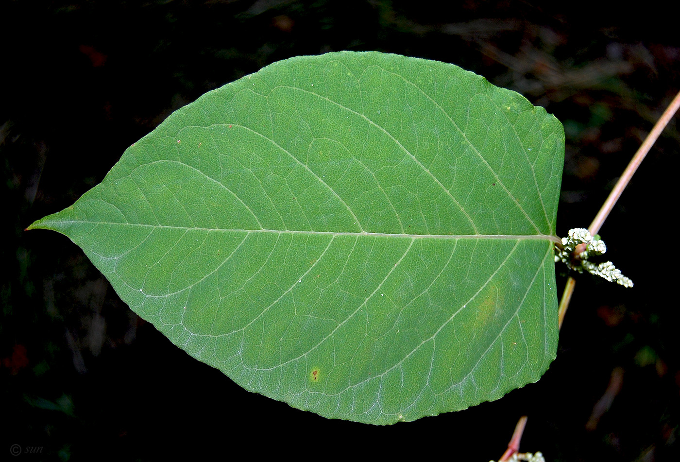 Изображение особи Reynoutria japonica.