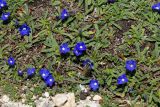 Anchusa cespitosa