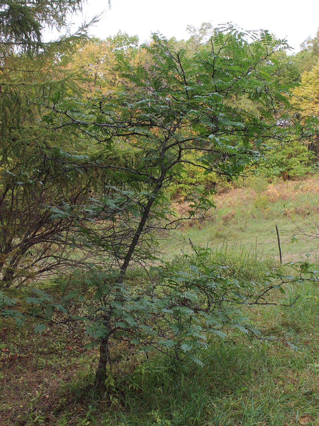 Изображение особи Gleditsia &times; texana.