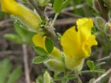 Chamaecytisus lindemannii