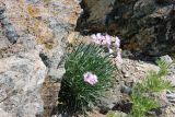 Dianthus plumarius. Цветущее растение. Средний Урал, Свердловская обл., г. Невьянск, северо-восточный берег Невьянского пруда, скальные выходы. 14.07.2017.