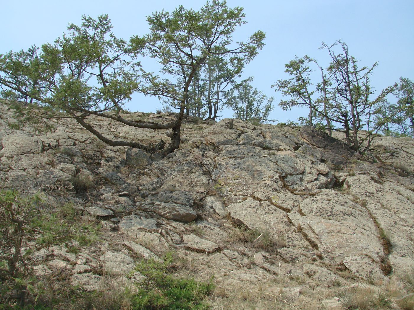 Image of Larix sibirica specimen.