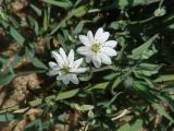 Stellaria dahurica