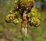 Fraxinus pennsylvanica. Верхушка бутонизирующего побега с проклюнувшимися листьями. Пермский край, г. Пермь, Свердловский р-н, в озеленении двора. 21 мая 2018 г.