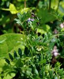 Vicia sepium