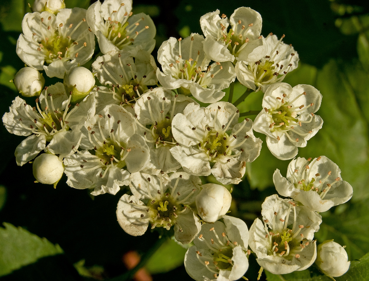 Изображение особи род Crataegus.