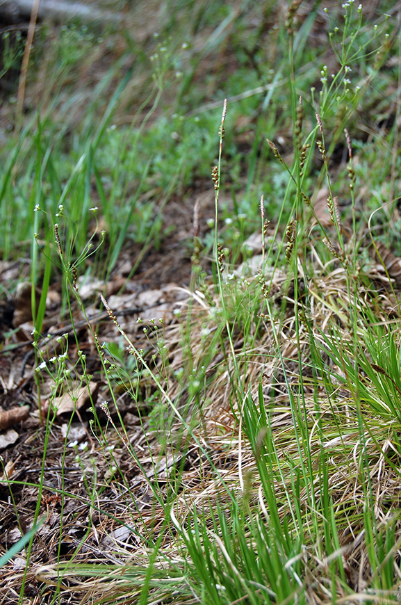 Изображение особи Carex macroura.