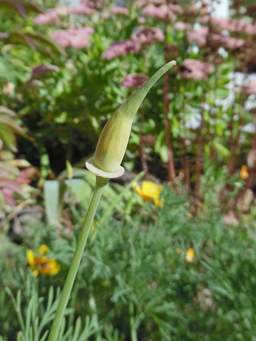 Изображение особи Eschscholzia californica.