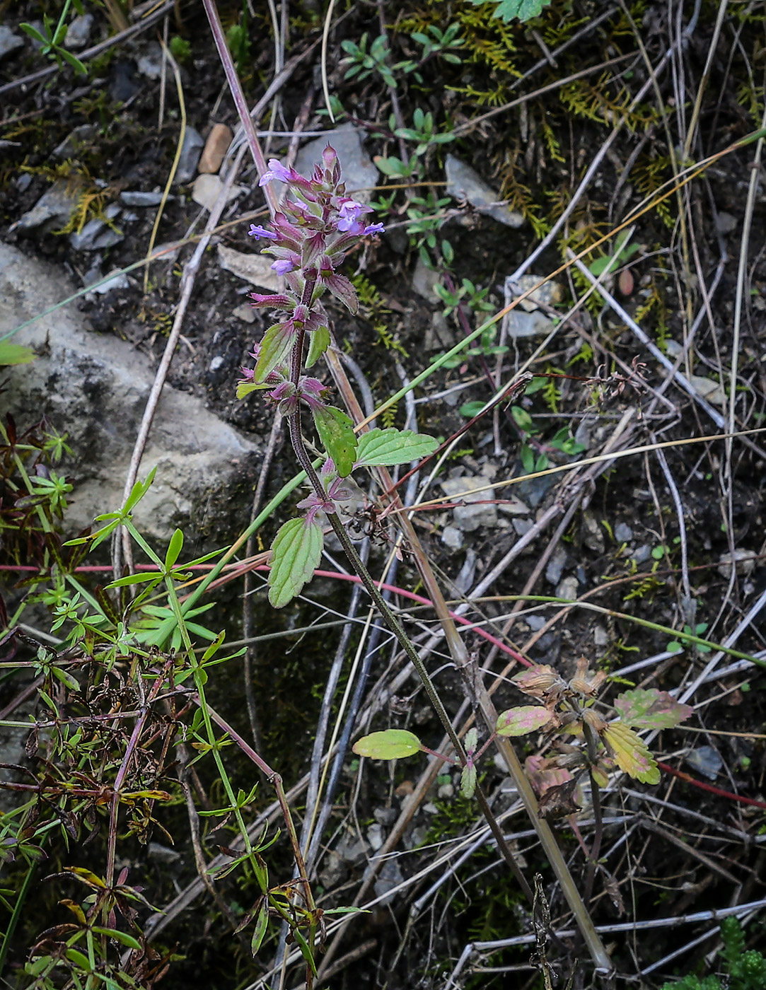 Изображение особи Dracocephalum thymiflorum.