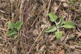 Arctium tomentosum