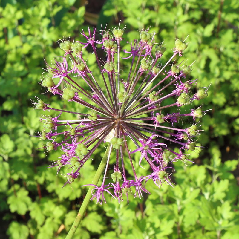 Изображение особи Allium rosenorum.