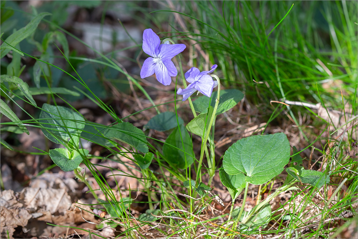 Изображение особи род Viola.