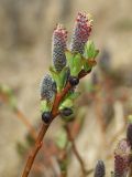 Salix fuscescens. Верхушка зацветающего побега с тычиночными соцветиями. Магаданская обл., окр. г. Магадан, нижнее течение р. Магаданка, долинный увлажненный ивняк. 04.06.2018.