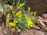 Draba arseniewii