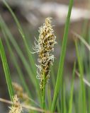 Carex appropinquata