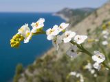 Crambe koktebelica