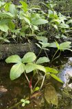 Menyanthes trifoliata. Вегетирующие растения. Ленинградская обл., Выборгский р-н, река Красновка вблизи оз. Капитоновское, в воде и на берегу. 23.07.2022.