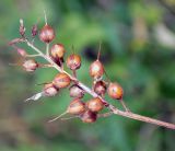 Lysimachia dubia