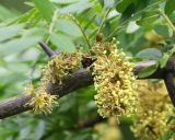 Gleditsia triacanthos. Соцветия. Краснодарский край, Анапский муниципалитет, г. Анапа, Симферопольское шоссе, долина р. Анапки, Анапские плавни, берег протоки. 31.05.2021.