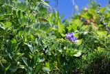 Lathyrus japonicus