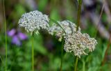 Pachypleurum alpinum. Соцветия. Красноярский край, Таймырский Долгано-Ненецкий р-н, плато Путорана, долина р. Кутарамакан, опушка смешанного леса. 25.07.2023.