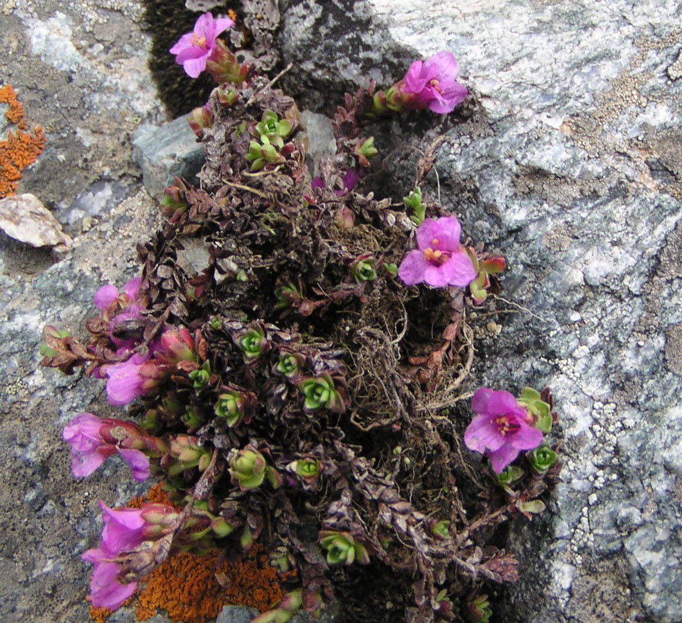 Изображение особи Saxifraga asiatica.