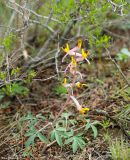 Corydalis ainae. Цветущее растение в зарослях спиреи. Казахстан, Актюбинская обл., Айтекебийский р-н, окр. пос. Карабутак. 25.04.2011.