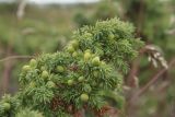 Juniperus sibirica. Веточка с недозрелыми плодами. Мурманская обл., Кольский п-ов, Терский берег. 26.08.2010.