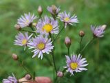 Aster tataricus. Соцветие. Бурятия, Тункинские Гольцы, окр. с. Аршан. 20.07.2011.