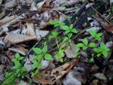 Galium paradoxum. Цветущие растения. Приморский край, Партизанский р-н, окр. г. Находка, п-ов Трудный, падь Лебединая, в липовом лесу с грабом на северном склоне. 14.06.2012.