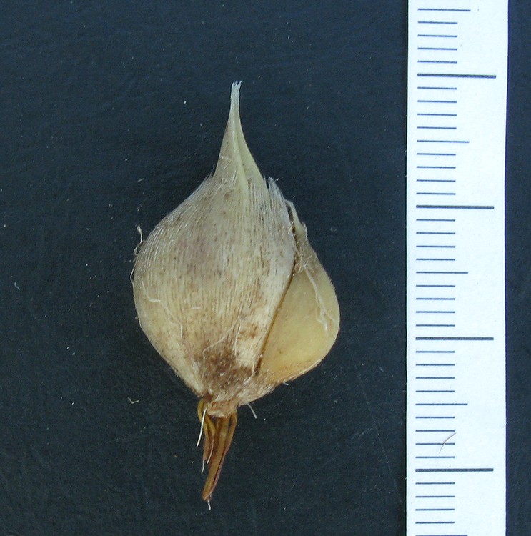 Изображение особи Allium borszczowii.