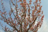 Prunus разновидность lannesiana