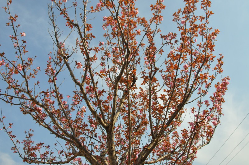 Изображение особи Prunus serrulata var. lannesiana.