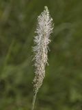 Plantago urvillei